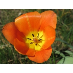 Tulipa Orange - Tulip Orange - 5 bulbs