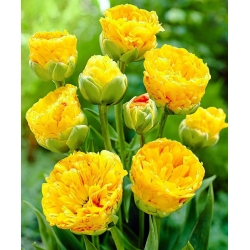 Tulipa Beauty od Apeldorn - Tulip Beauty od Apeldorn - 5 bulbs