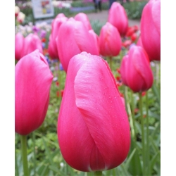 Tulipa Rose - Tulip Rose - 5 bulbs