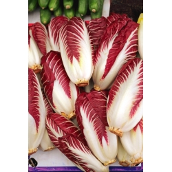 Endive "Rossa di Treviso" - 720 seeds - Cichorium intybus "Rossa di Treviso" - semi