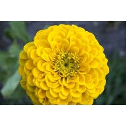 Zinnia común con flores de dalia "Canario" - 120 semillas - Zinnia elegans dahliaeflora