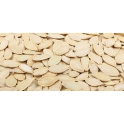 Calabaza - Danka Polka - 15 semillas - Cucurbita pepo