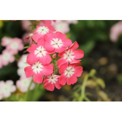 Einjähriger Phlox - Sortenmischung; Sommer-Phlox, Einjährige Flammenblume