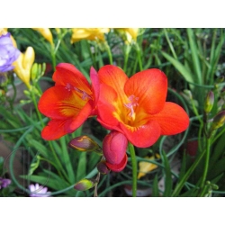 Freesia - Single Red - pacchetto di 10 pezzi
