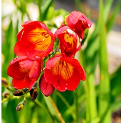 Freesia - Single Red - pacchetto di 10 pezzi