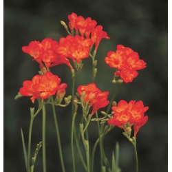 Freesia - Single Red - pacchetto di 10 pezzi
