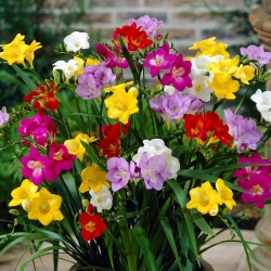 Freesia - Single Mix - pacchetto di 10 pezzi