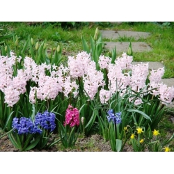 Hyacinthus Mix - Hyacinth Mix - 3 bulbs