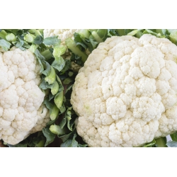 Cauliflower "Pioneer" - 270 seeds