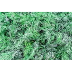 Garden dill "Hercules" - 2800 seeds