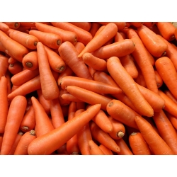 胡萝卜“Karlena” - 晚种 -  4250粒种子 - Daucus carota ssp. sativus  - 種子