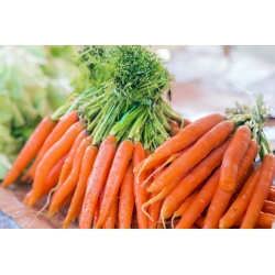 胡萝卜“Karlena” - 晚种 -  4250粒种子 - Daucus carota ssp. sativus  - 種子