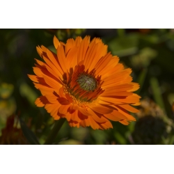 ציפורן חתול, רודלס, ציפורן חתול משותפת, סקוטש ציפורן חתול "גרינהרט" - 240 זרעים - Calendula officinalis