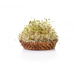 種子の発芽 - 若返りミックス -  - シーズ