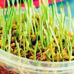 種子の発芽 - 若い大麦 -  - シーズ