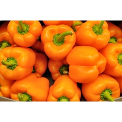 Pepper "Rewia" - sweet - 100 seeds