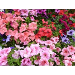 Petunia - مخلوط انواع - 800 دانه - Petunia x hybrida pendula