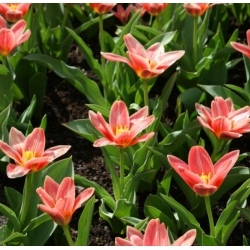 Tulipa Fashion - Tulpe Fashion - 5 Zwiebeln