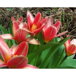 Tulipa Fashion - Tulpe Fashion - 5 Zwiebeln