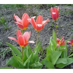 Tulipa Fashion - Tulpe Fashion - 5 Zwiebeln