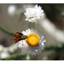 Ammobium alatum - Wiekuistka
