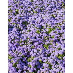 Flossflower, bluemink, blueweed, figa, pennello messicano - varietà blu - 1200 semi - Ageratum houstonianum