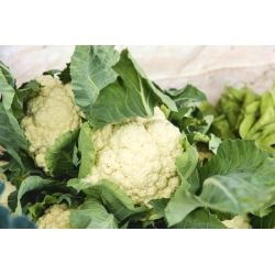 Cauliflower "Beta" - white - 270 seeds