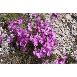 Selección de flores - flores Tatra polacas -  - semillas