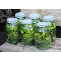 Cánh đồng dưa chuột "Sremski" - 100 g - 3500 hạt - Cucumis sativus