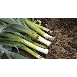 Leek "Starozagorsky Kamush" - early variety - 320 seeds