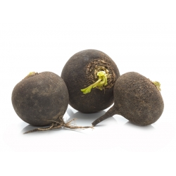 Winter radish "Kulata Cerna" "Black Ball" - 400 seeds