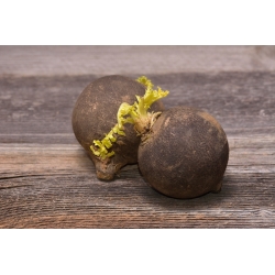 Winter radish "Kulata Cerna" "Black Ball" - 400 seeds