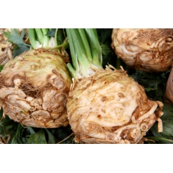 Sellerie 'Maxim' - späte Sorte