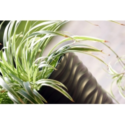 圆形花盆-波浪-35厘米-无烟煤 - 