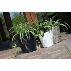 圆形花盆-波浪-35厘米-无烟煤 - 