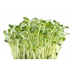 BIO  - ヒマワリの種子の発芽 - 認証有機種子 - Helianthus annuus - シーズ