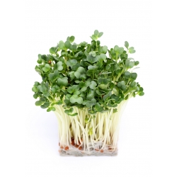 BIOもやし種子 - 大根 - 認定有機種子 -  1700種子 - Raphanus sativus L. - シーズ