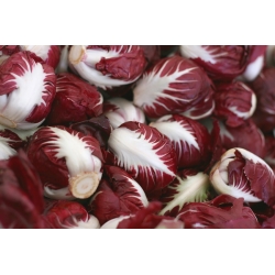 BIO - Radicchio "Palla rossa 3" - certified organic seeds; Chicory - 360 seeds - Cichorium intybus - semi