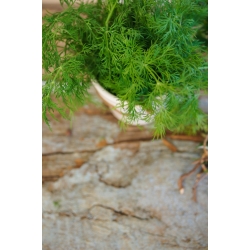 حديقة المنزل - الشبت "المدمجة" - للزراعة في الأماكن المغلقة وشرفة - 2800 البذور - Anethum graveolens L. - ابذرة