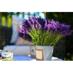 Home Garden - Lavendel "Munstead Strain" - för inomhus och balkong odling; smalbladig lavendel, trädgårds lavendel, engelsk lavendel - 200 frön - Lavandula angustifolia