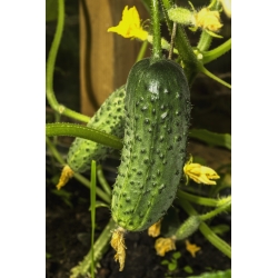 Cetriolo - Brawo - 20 semi - Cucumis sativus