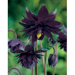 Aguileña común - Black Barlow - Aquilegia vulgaris