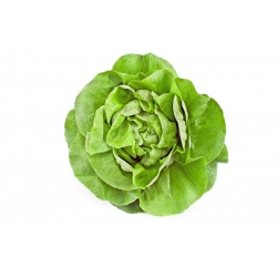 Rastlinjaka "Anielka" - 140 semen - Lactuca sativa L. var. Capitata - semena