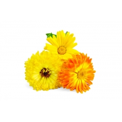Home Garden - Pot marigold "Bon Bon" - for indoor and balcony cultivation - 240 seeds