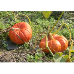 Calabaza - Rouge vif d'Etampes - 9 semillas - Cucurbita maxima