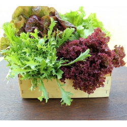 Mizuna "Baby Leaf" sortna mešanica, kjona, japonska zelenjava - 250 semen -  - semena