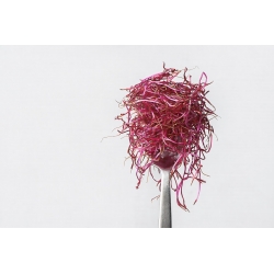 種子の発芽 - レッドマンゴールド -  450種子 - Beta vulgaris - シーズ