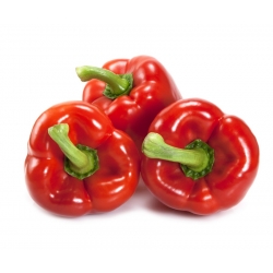 فلفل "سمفونی" - برای کشت تحت پوشش - انواع دانه های برتر برای همه - 10 دانه - Capsicum L.