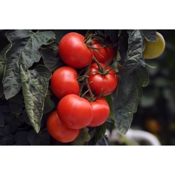 토마토 "목성"- 재배 용 - 모든 사람들을위한 프리미엄 품종의 씨앗 - 30 종자 - Solanum lycopersicum 