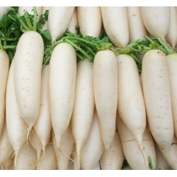 大根「レダ」 -  375種子 - Raphanus sativus L. - シーズ